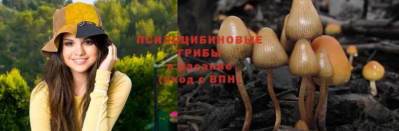 Псилоцибиновые грибы Magic Shrooms  Невинномысск 